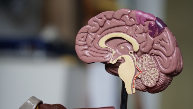 Health Brain Food